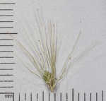 Japanese bristlegrass